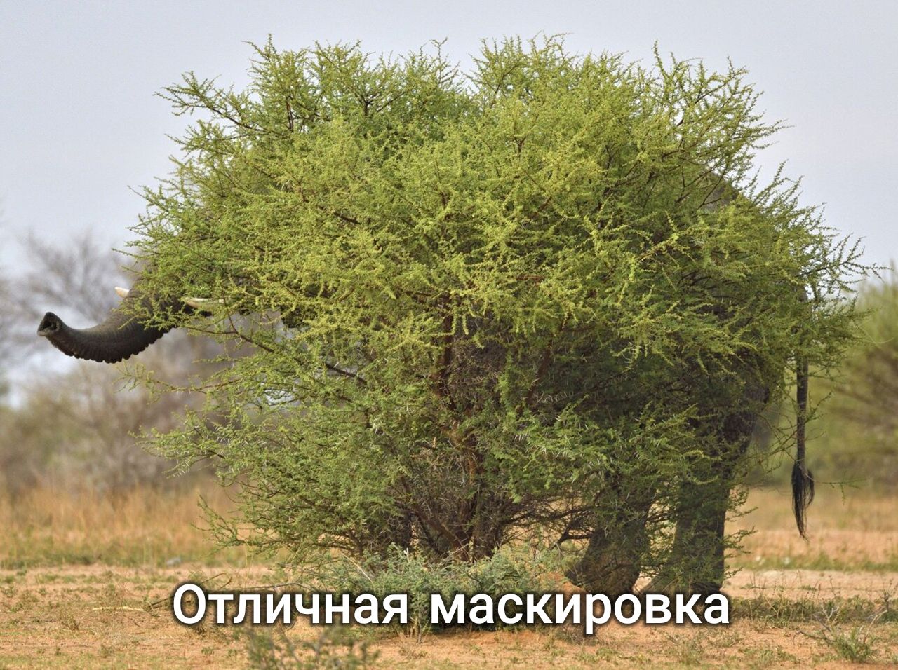 А с _і д _ іОТЛИННЗЯ маскиррвка