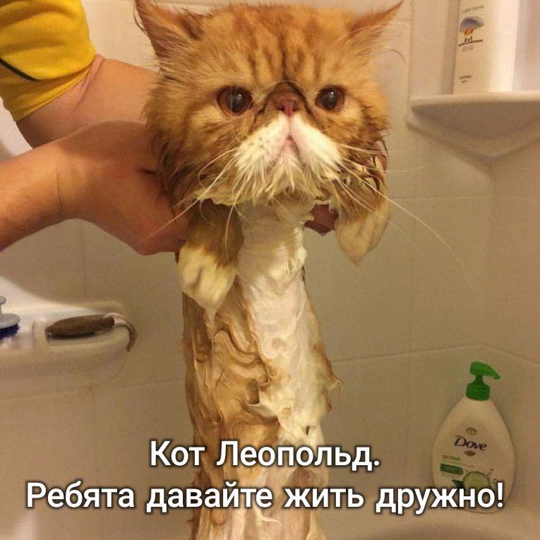 еопо_льд йт іежЁть дружно Кот Л дава Ребята