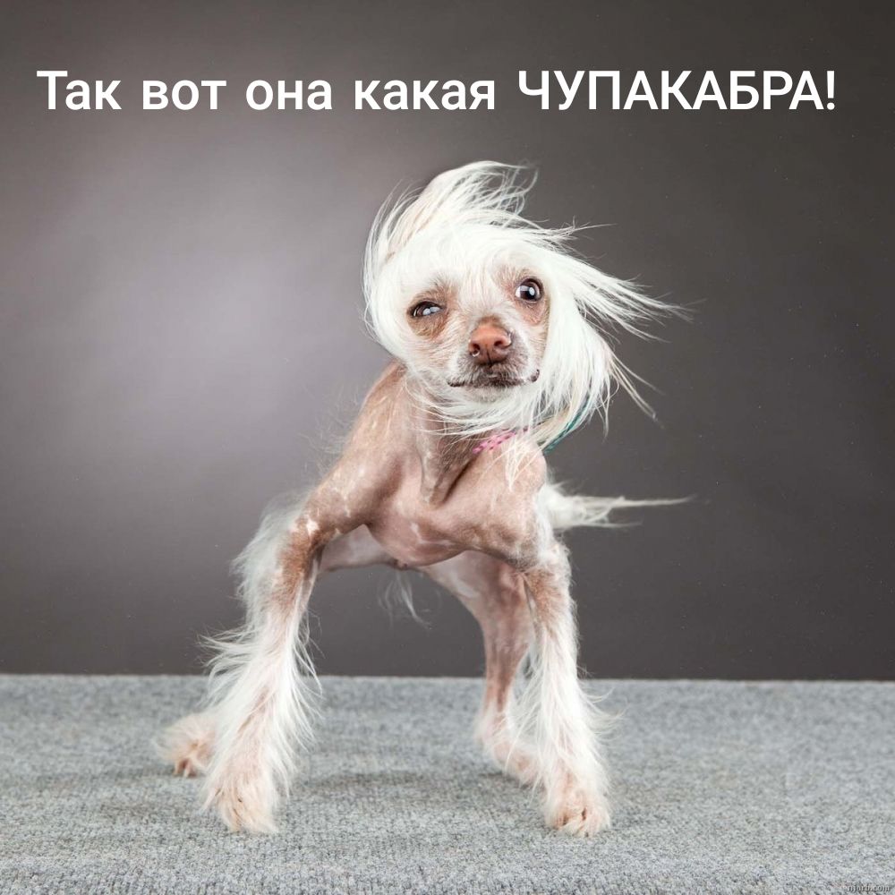 Так в_о_т___с_на какая ЧУПАКАБРА