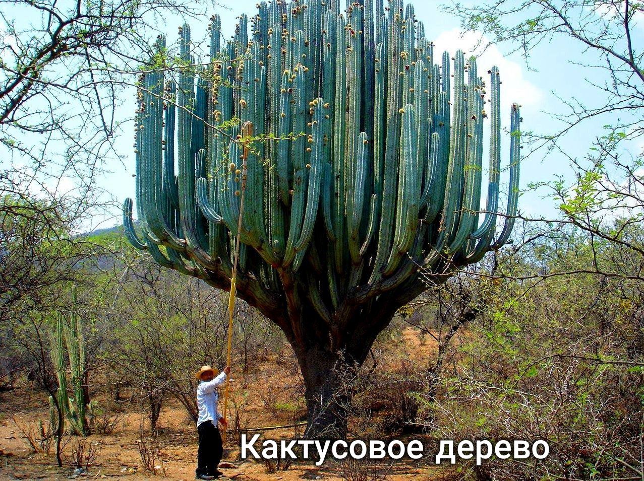 К экактусовое дерево
