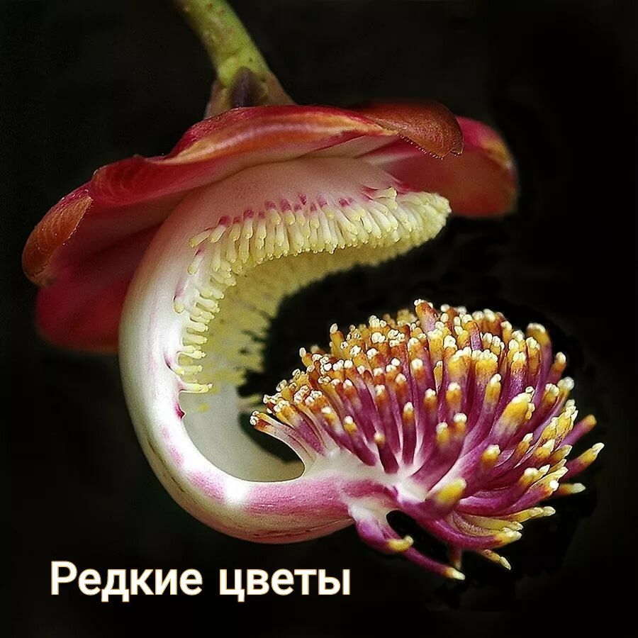 Редкие цветы
