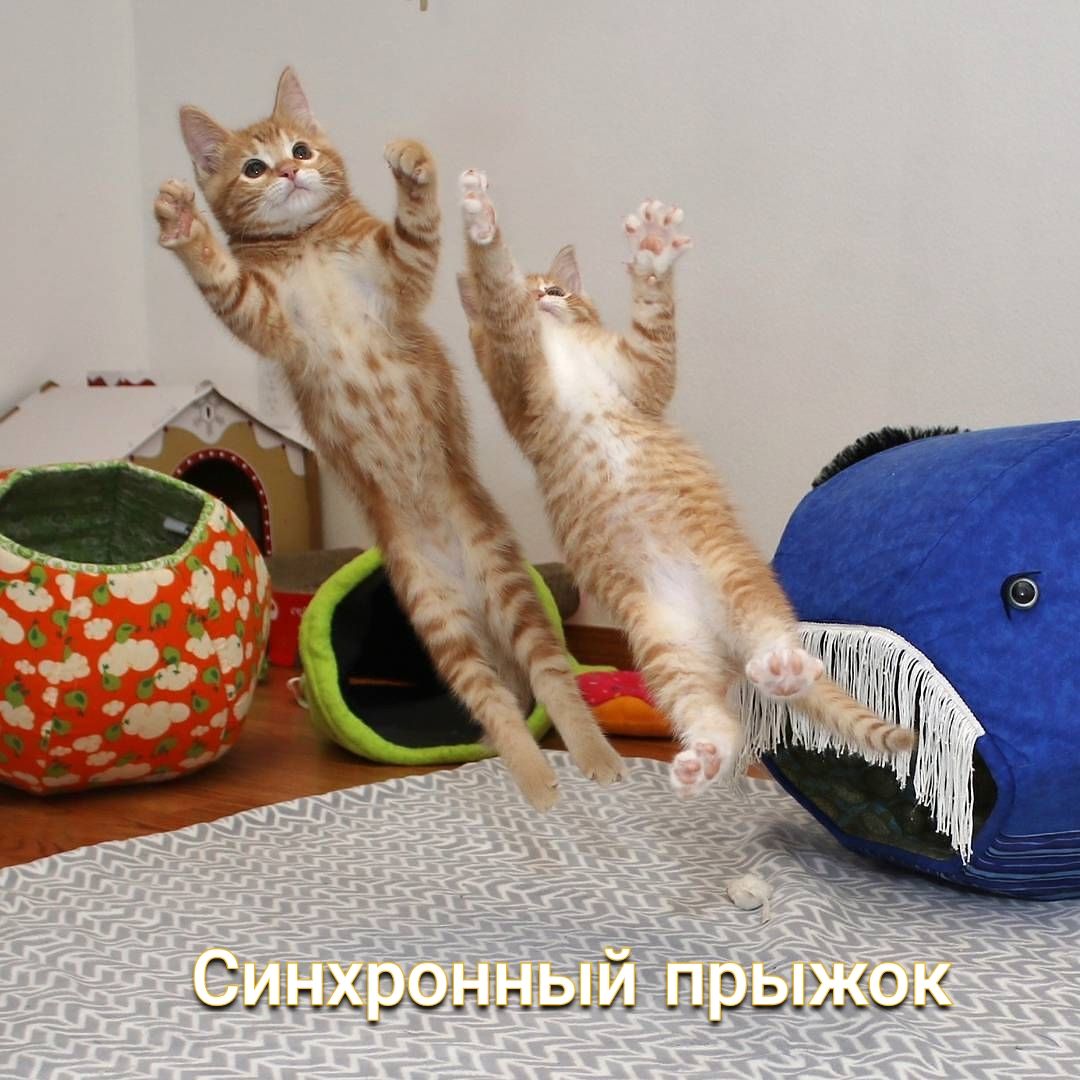 ц д _ _ _щ___