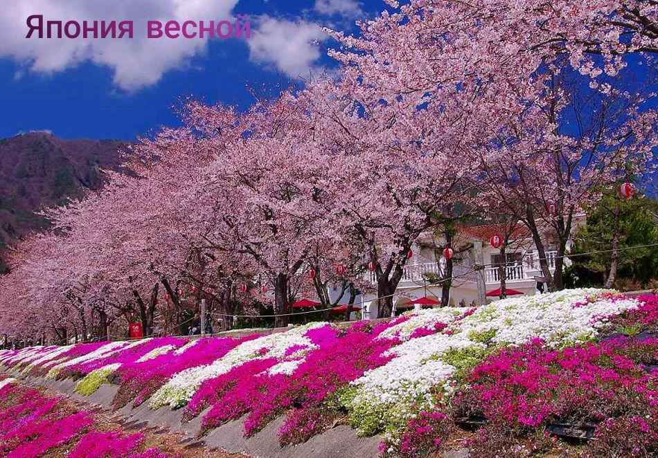 Япония вес: