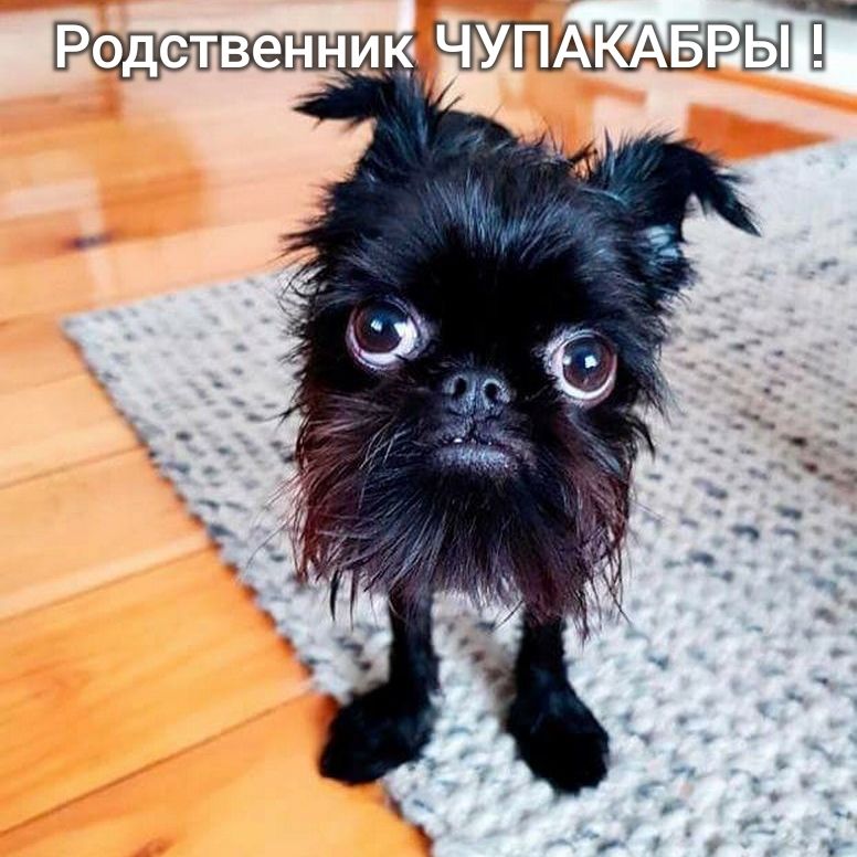 Рэдственнцк ЧУПАКАБРЫ П _ ___ _ ь _ ц
