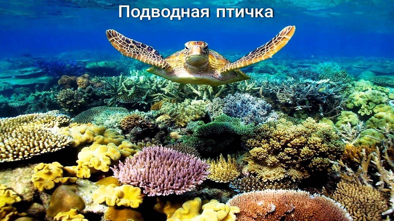 ___ ч
