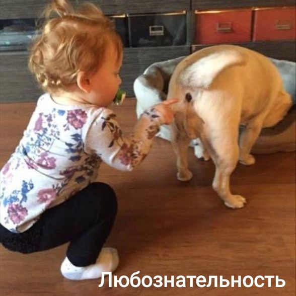 цюбознательность