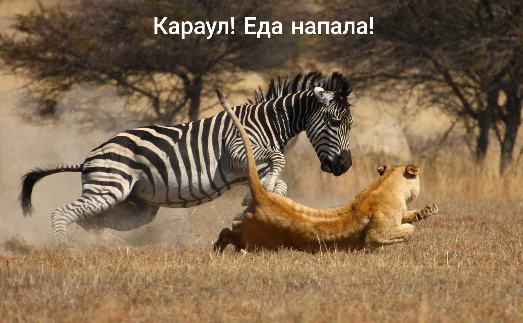 Караул! Еда напал: