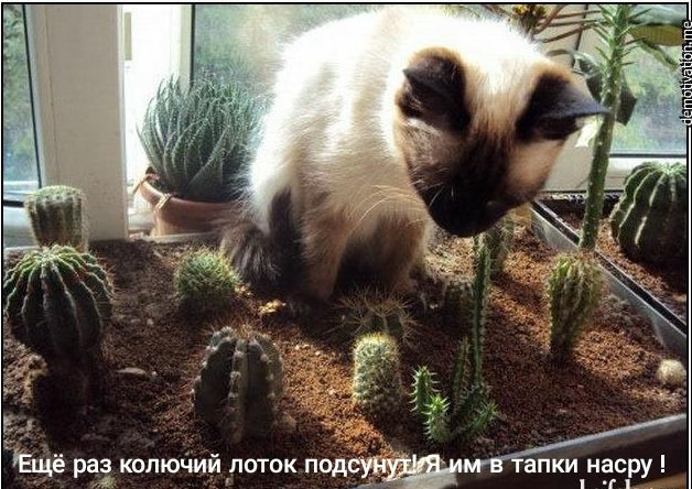 Тещё раз колючий лоток подсим