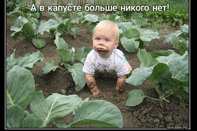 тие гц