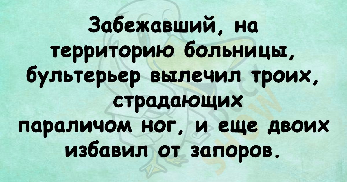 Забежавший на территорию больницвт бультерьер вылечил троих страдающих параличом ног и еще двоих избавил от запоров