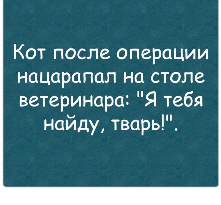 Кот после операции нацарапал на столе ветеринара Я тебя найду тварь
