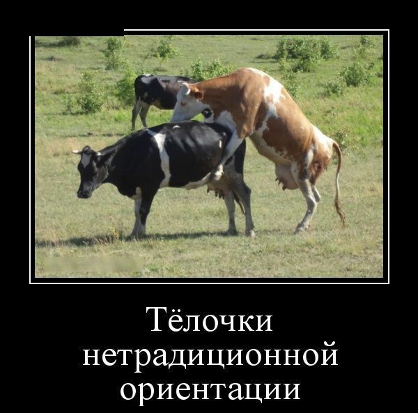 а _д _ _ мм 1 Тёлочки нетрадиционной ориентации