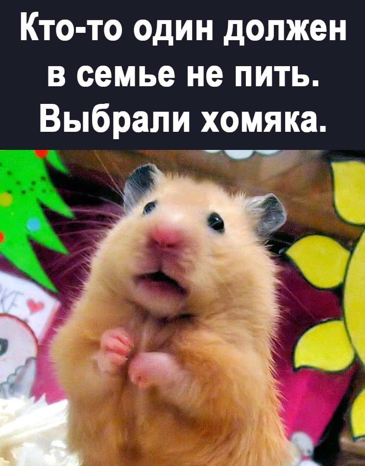 Кто то один должен в семье не пить Выбрали хомяка т