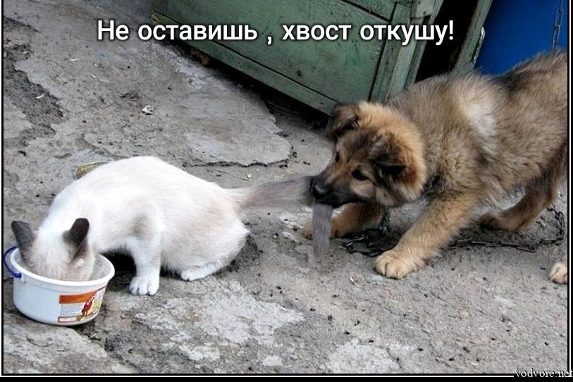 Не оставишь хвост отк у