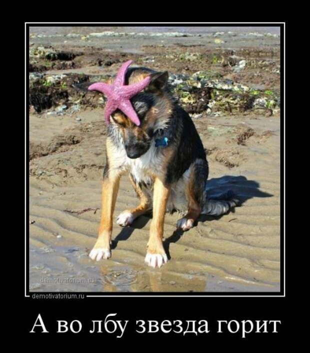 пп ис ц А во лбу звезда горит