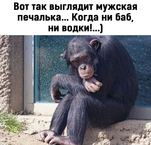 Вот так выглядит мужская печалька Когда ни баб ни водки