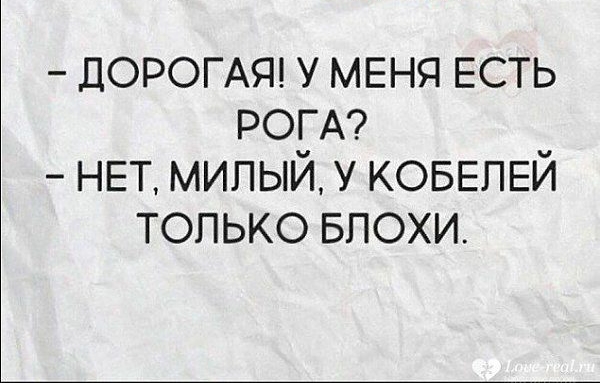ДОРОГАЯ У МЕНЯ ЕСТЬ РОГА НЕТ МИЛЫЙ У КОБЕЛЕЙ ТОЛЬКО БЛОХИ