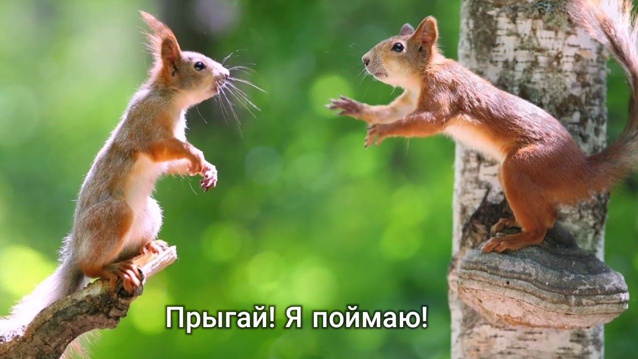 Прыгай Я поймаю