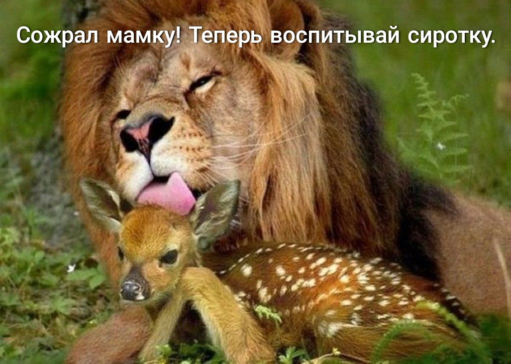 арпитыввй сиротку