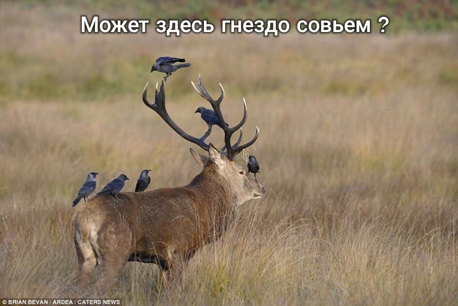 Можетздесь гнездосоввем е чч йх ра