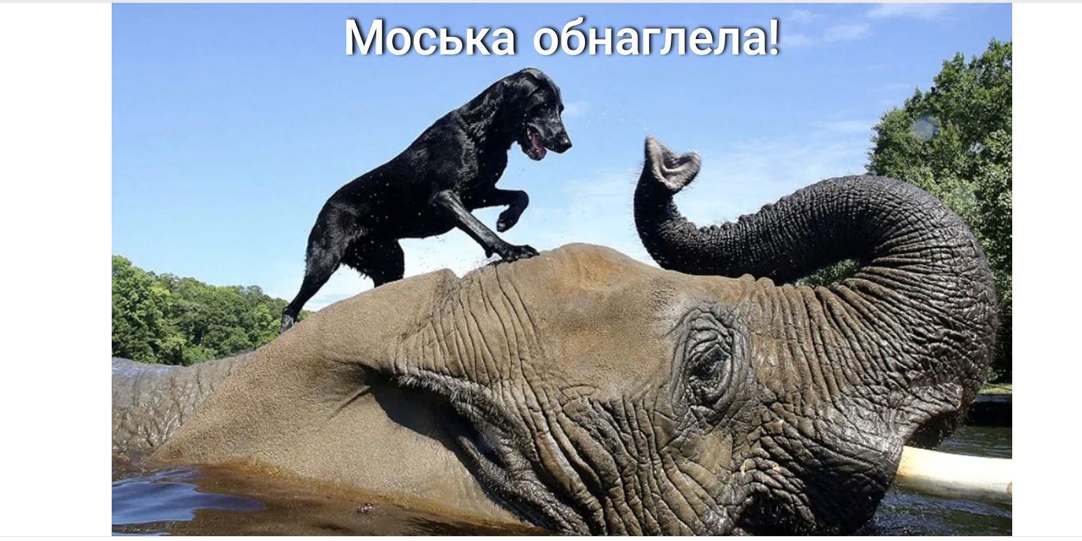 Моськаобнаплела