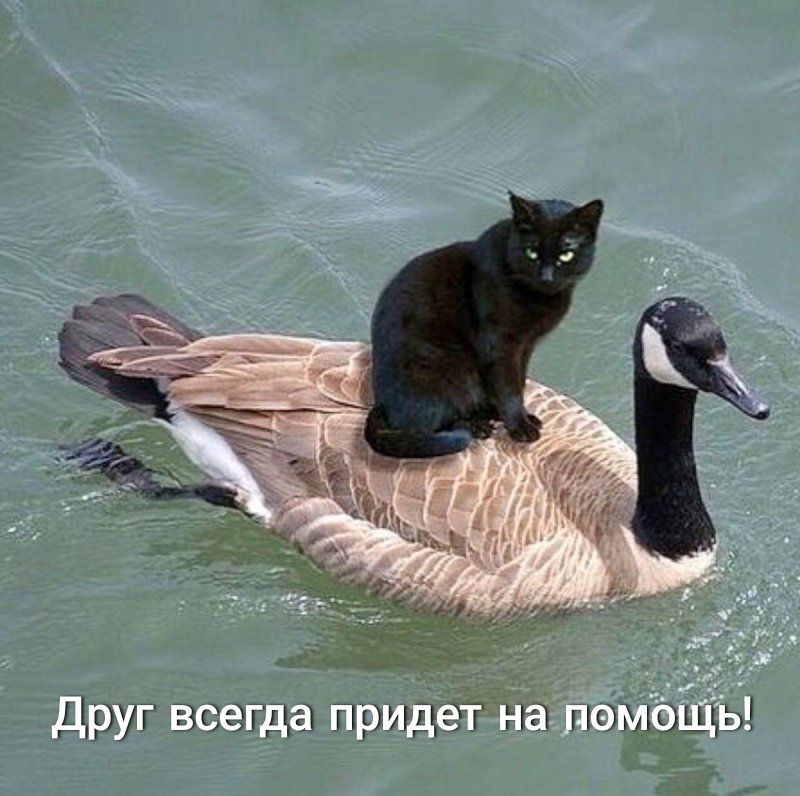 Друг вбегда придет на помощь