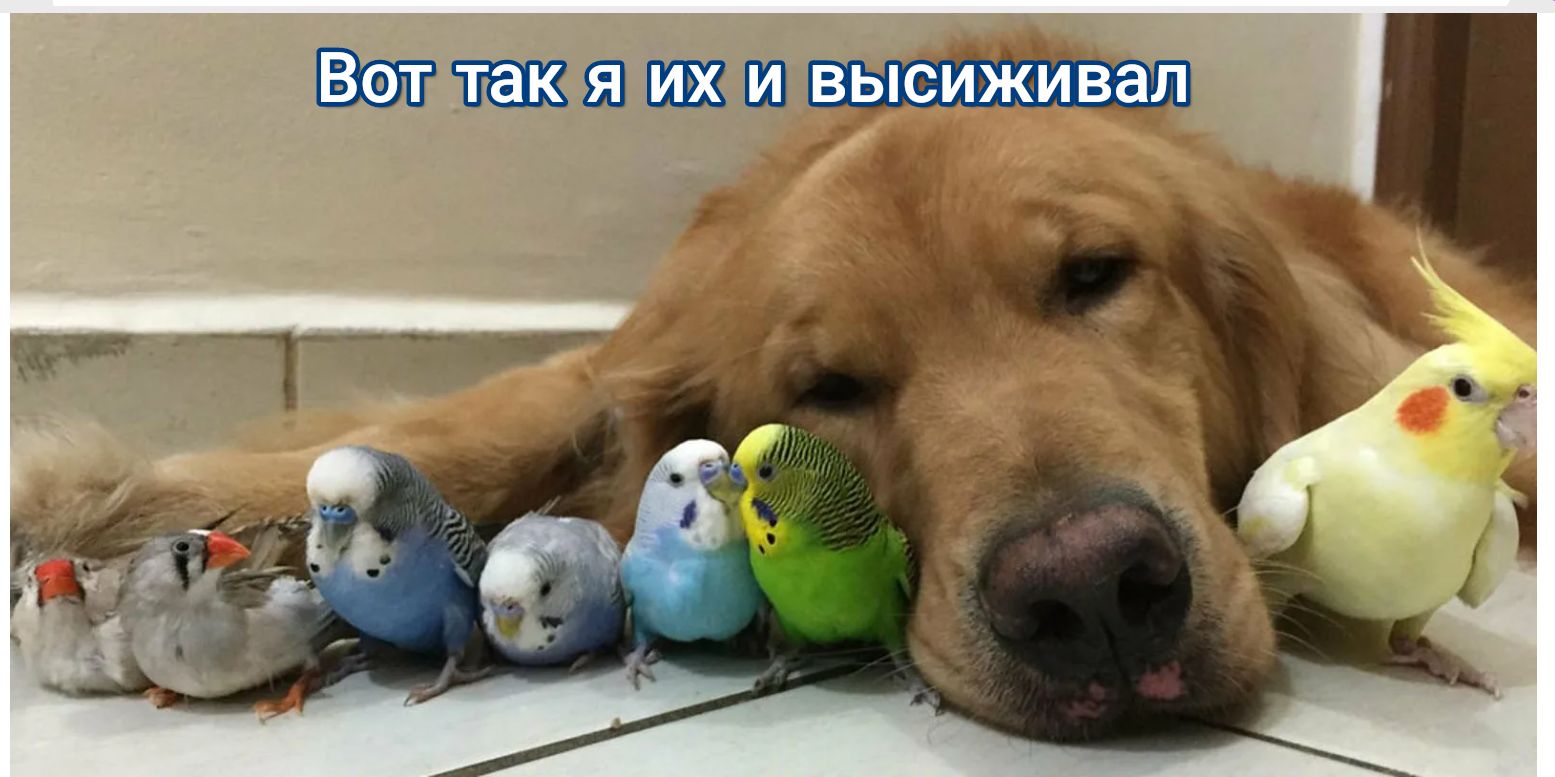 Шиншин