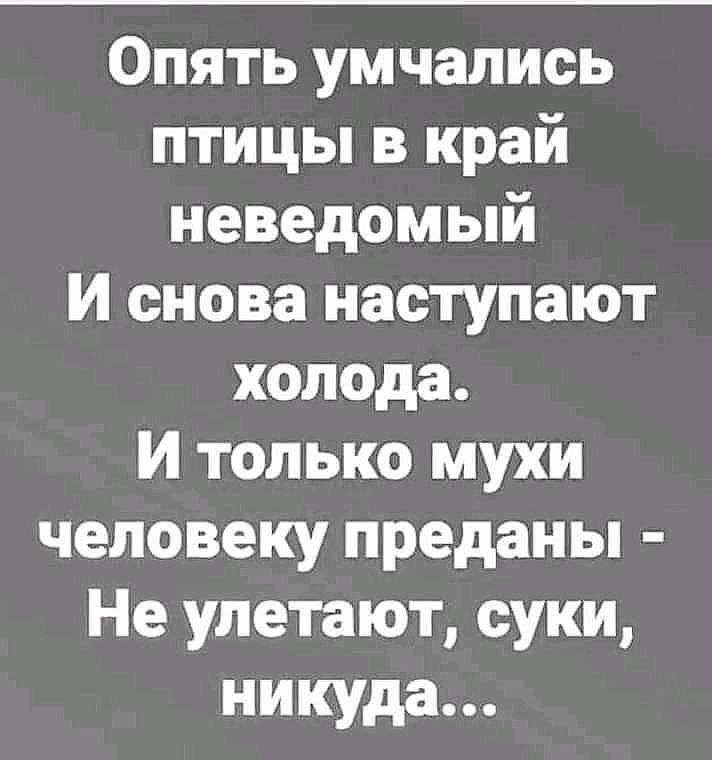 Опять умчались птицы в край неведомый И снова наступают холода И только мухи человеку преданы Не улетают суки никуда