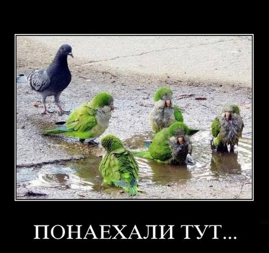 ПОНАЕХАЛИ ТУТ