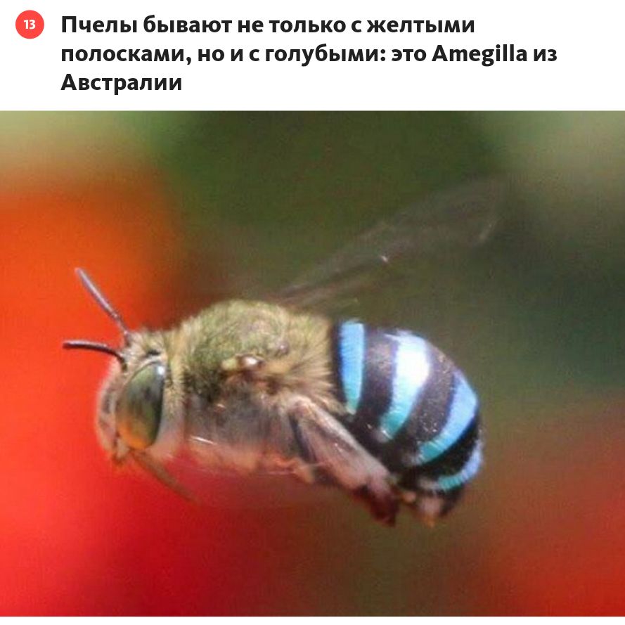 Пчелы бывают не только с желтыми полосками но и голубыми это Атедппа из Аварапии