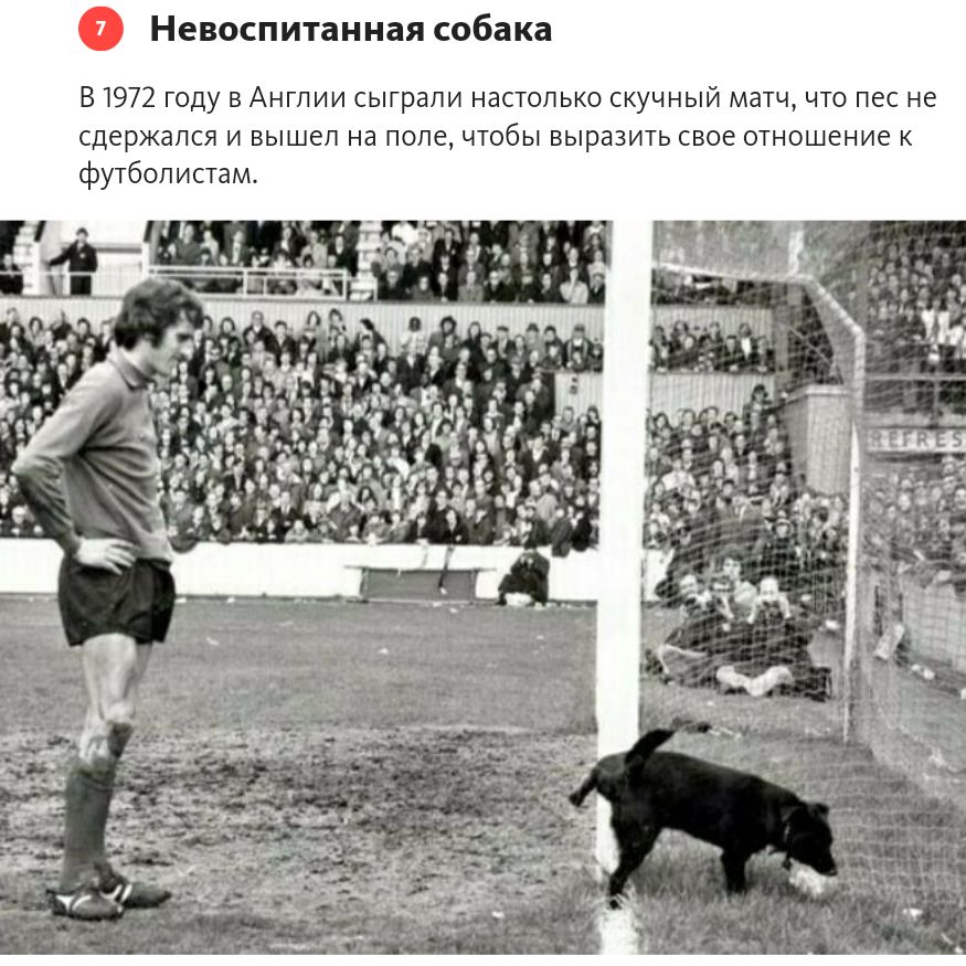 Невоспитпииая собака в 1971 году в Аитии сыграли настпькн скучиыи маш чт пес не сдержался и вышел на попе чтбы вырвать свое смешение ФПбцпипам
