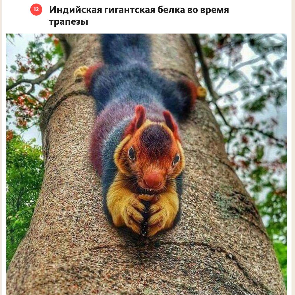 Ф Иидийскпл гигантская бычка по премя грапны
