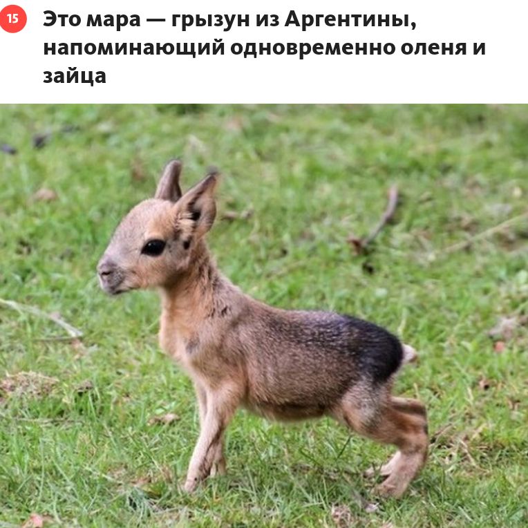Это мара грызун из Аргентины напоминающий одмопременно опеки и зайца