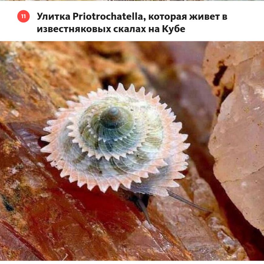 Улитка Ргіоіюсйаіеііа которая живет иввеаияковых скалах на Кубе