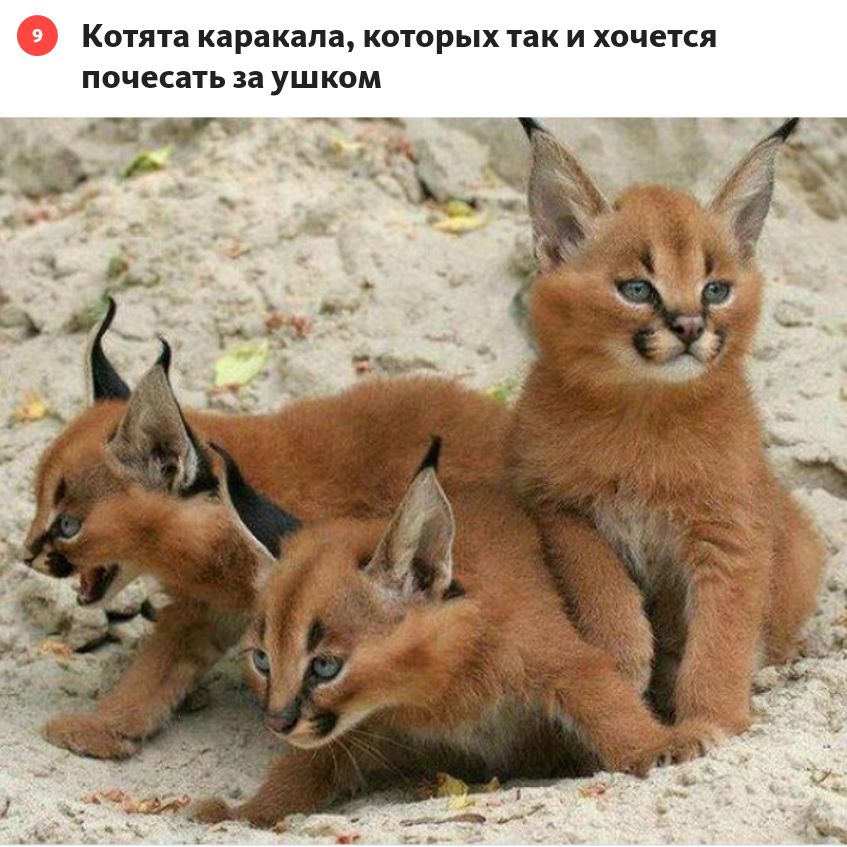 Котта каракала которых пк и хочется почеспь за ушком