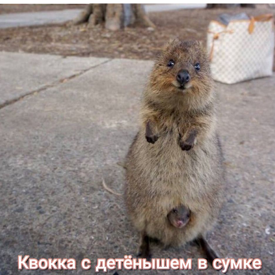 Квоккасдетёиышемв