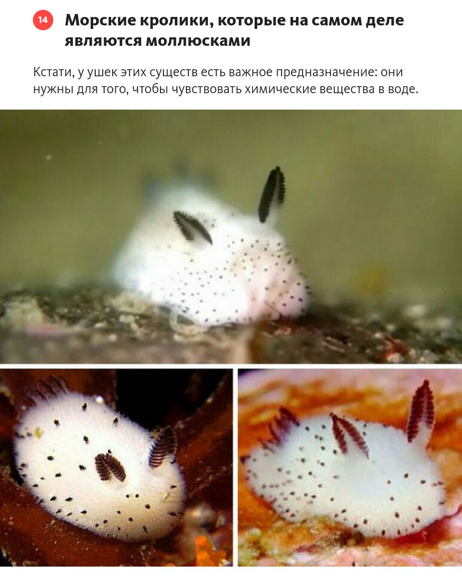 Морские кролики которые п моллюсками м кщепз е м ммм ищи дт шт чтобы чувпвшш иимпчгсше ввщвпвп в ще