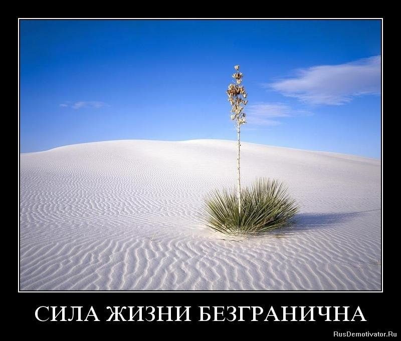 СИЛА ЖИЗНИ БЕЗГРАНИЧНА