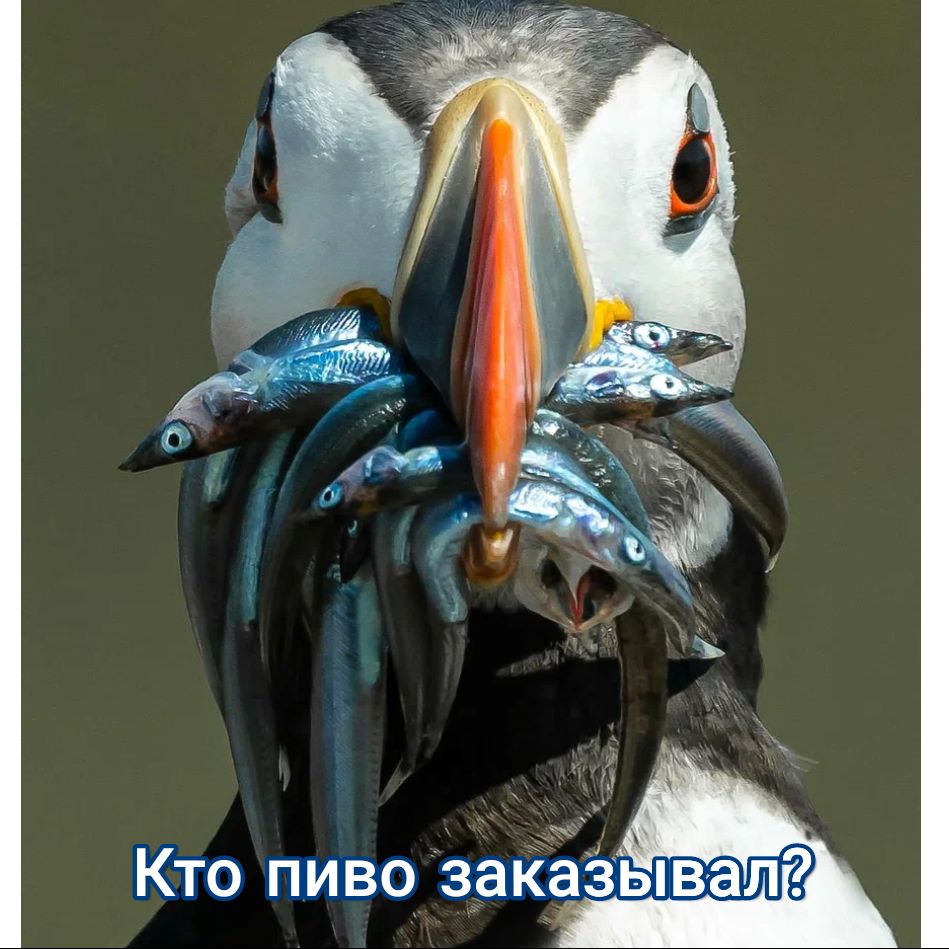 Кто пиво эакёёы