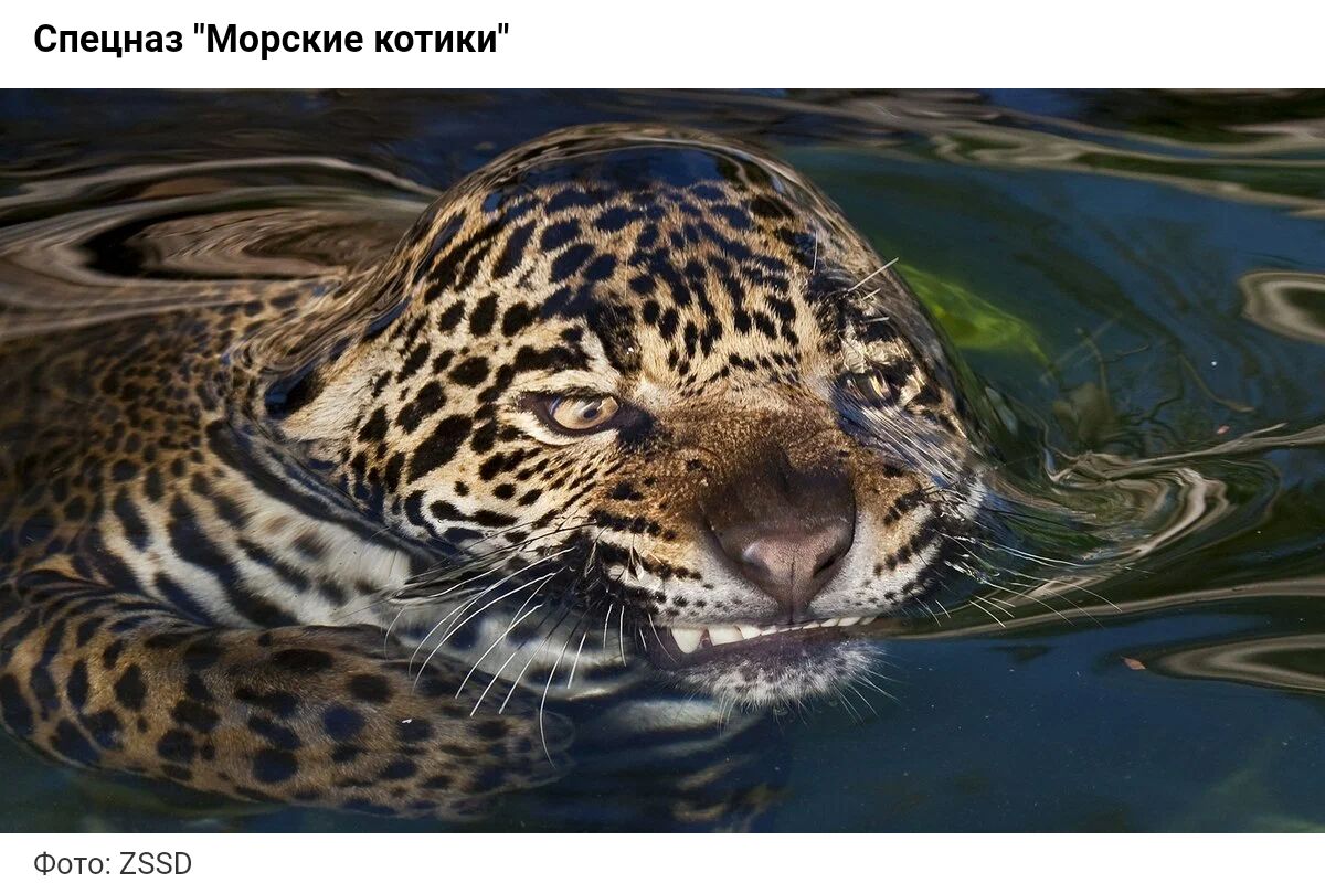 виш морские шиии