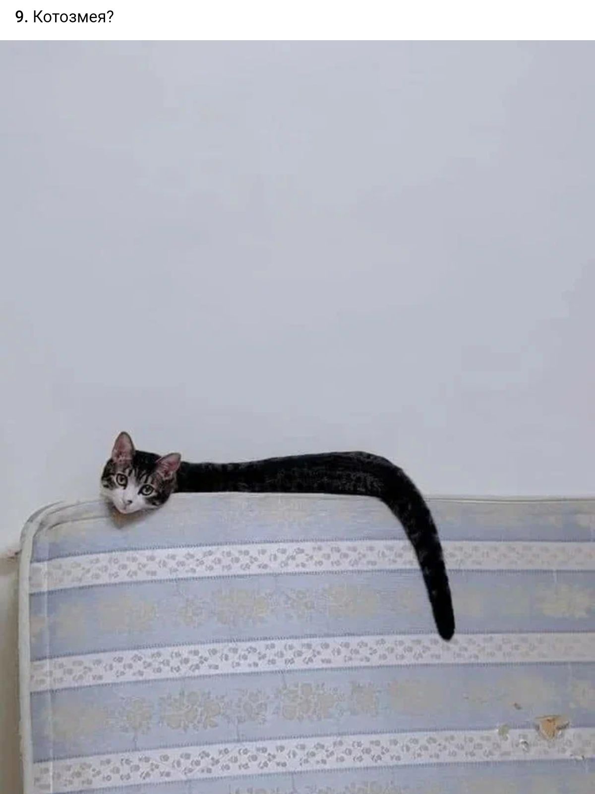 КотозмвЮ