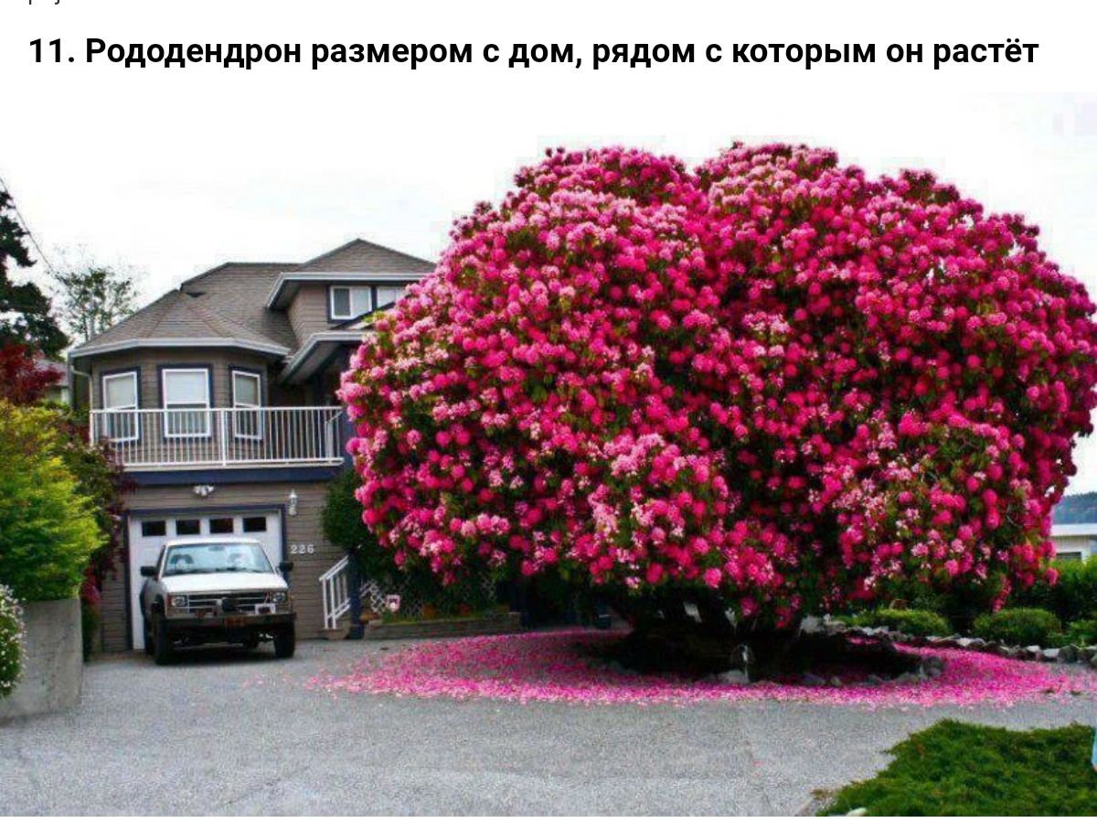 п Родадендрпи размерам дом рядам кптпрым он растет