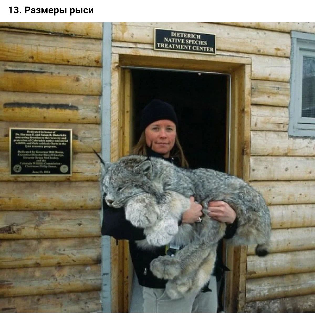 13 Размеры рыси
