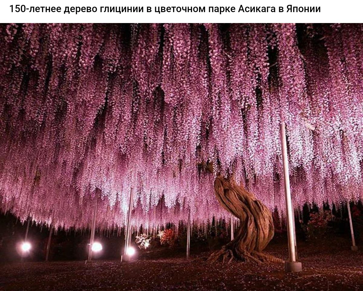 рево глицинии в це