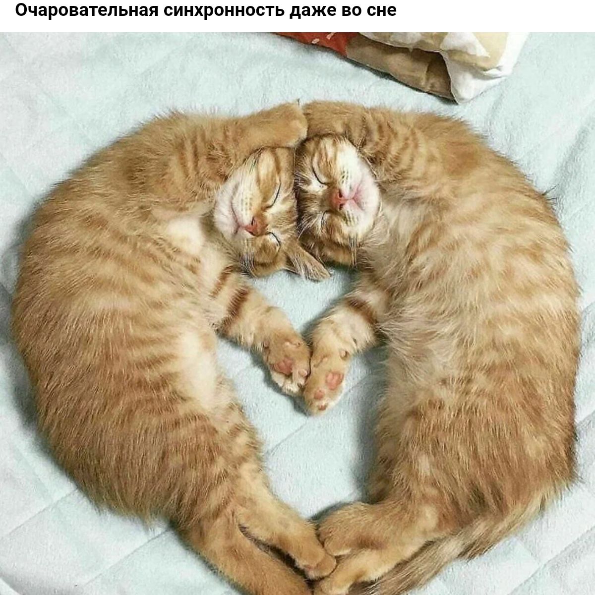 Очараипельияя синхронность люке и вне