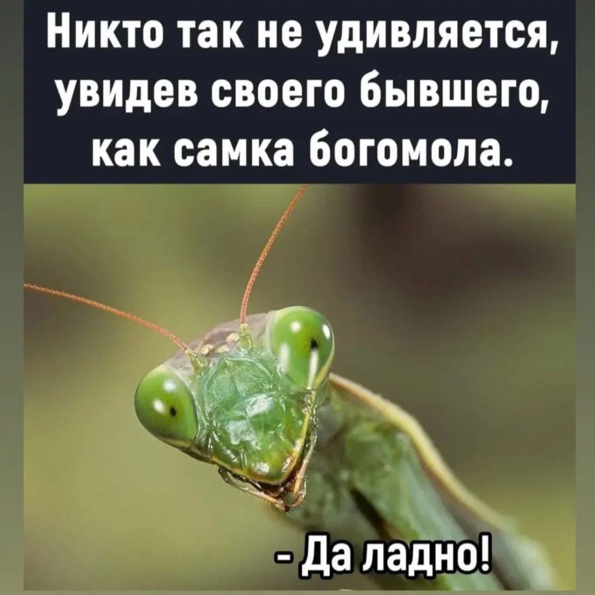 Никто так не удивляется увидев своего бывшего как самка Богомопа Да падЁіо