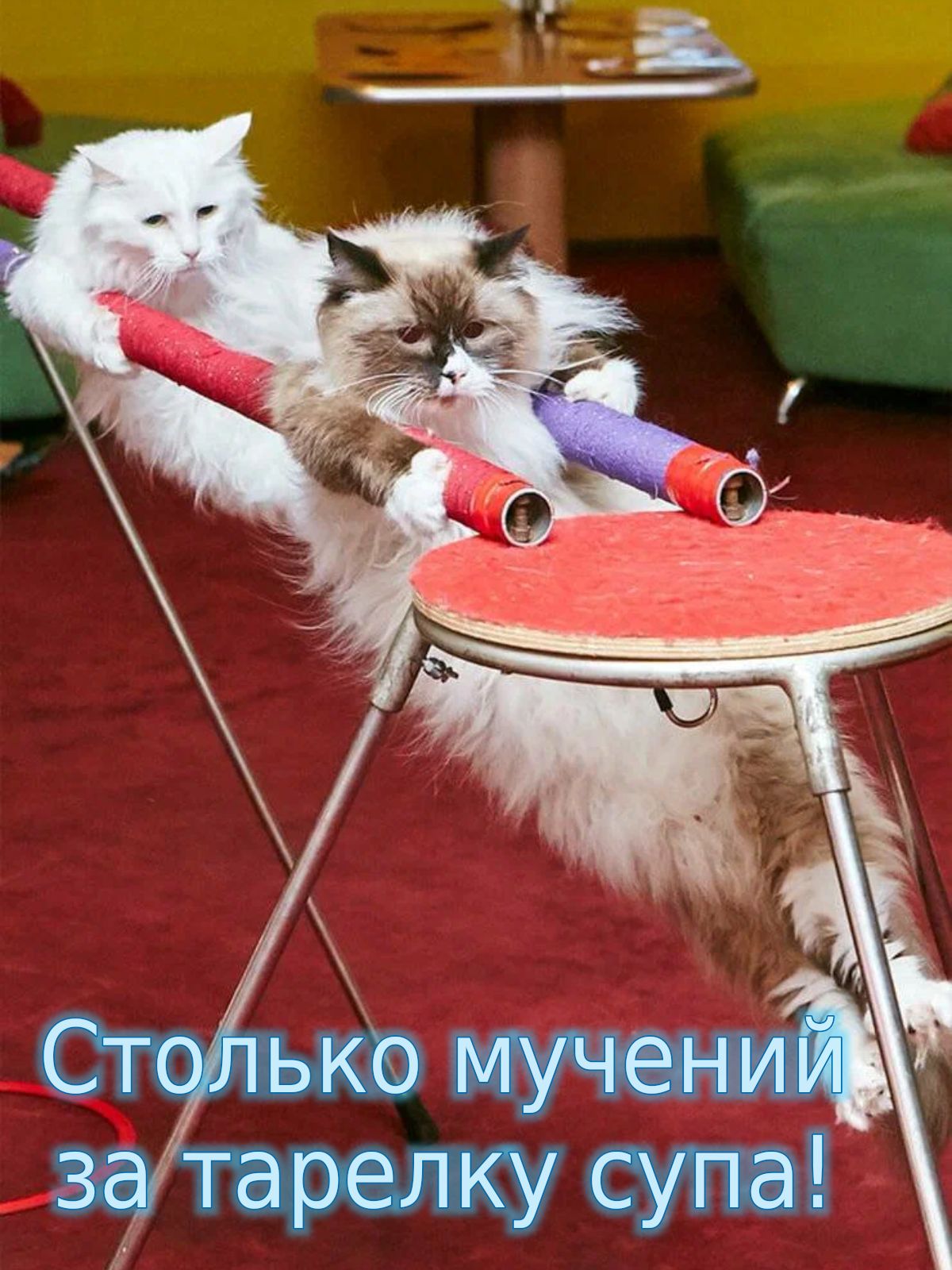 Столько Мучении за тарелку супа