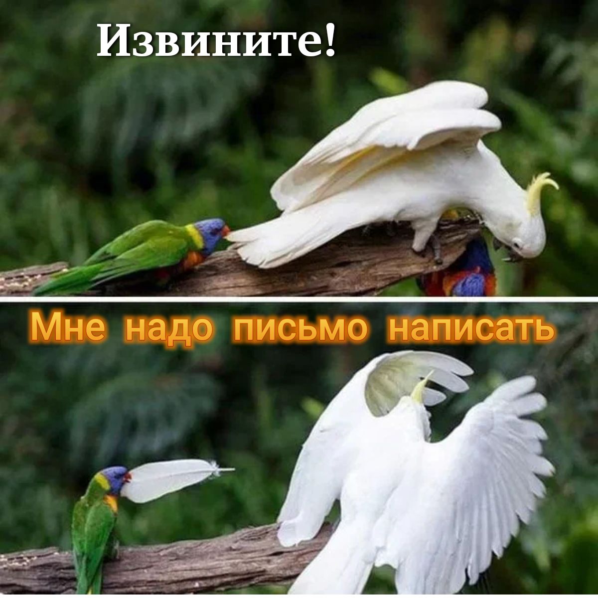Извините
