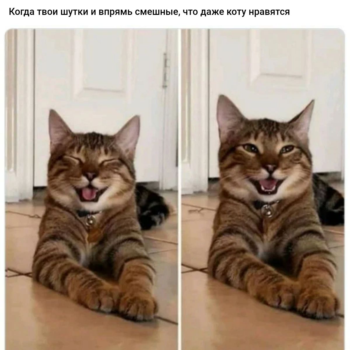 Когда нои шути и кпрямь смешищ что даже у ира псд