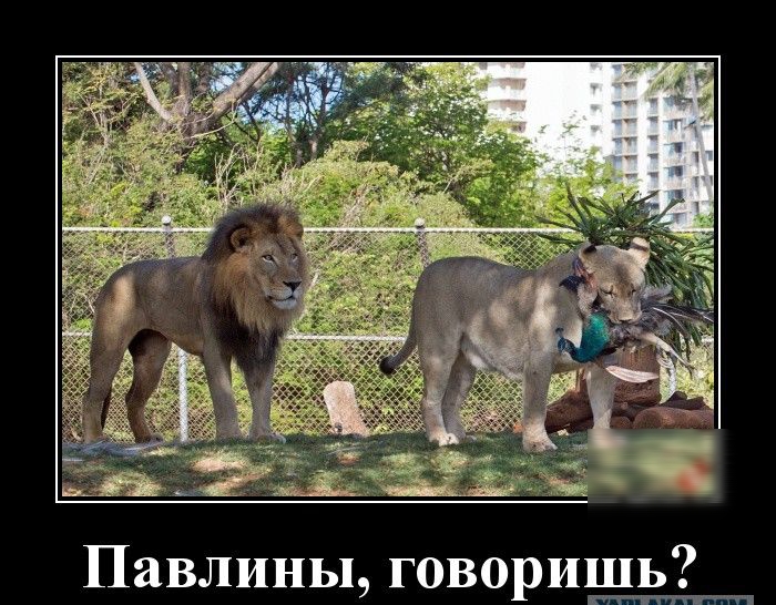 Павлины говоришь